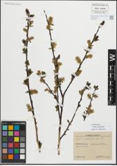 Foto von Salix myrsinifolia Salisb.
